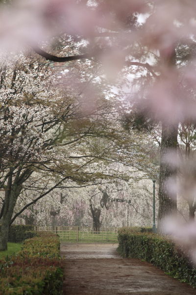 糸桜01