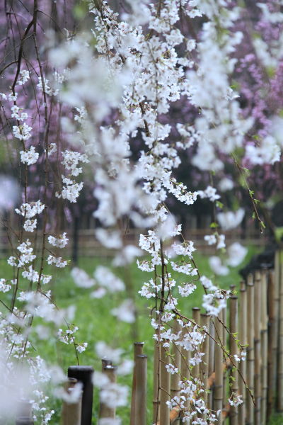糸桜03
