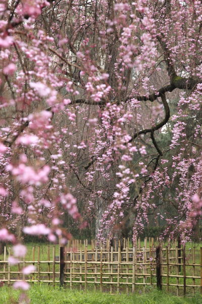 糸桜04