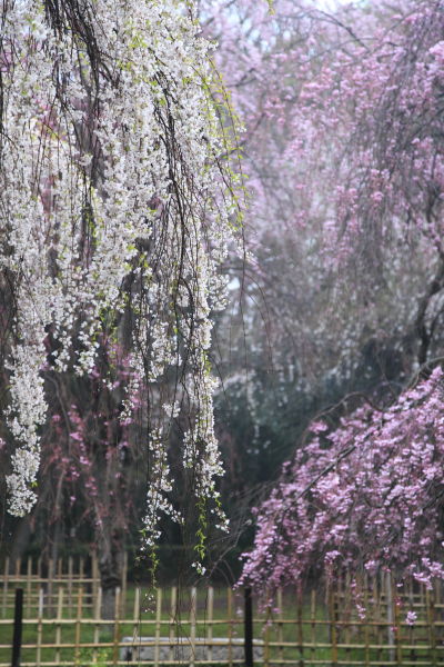 糸桜05