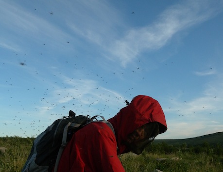 アラスカ生活 ピアスといっしょ Mosquito 蚊