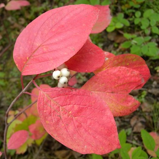 090512RedTwigDogwood.jpg