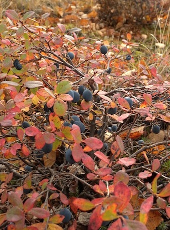 091912Blueberry01.jpg