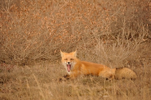 101012Fox02.jpg