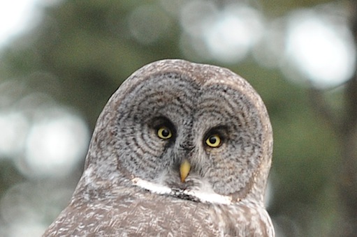 101612GreatGrayOwl03_c.jpg