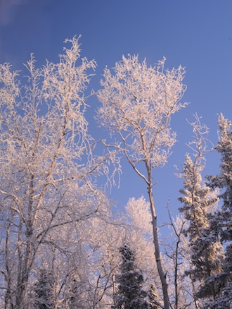 101912Trees01.jpg