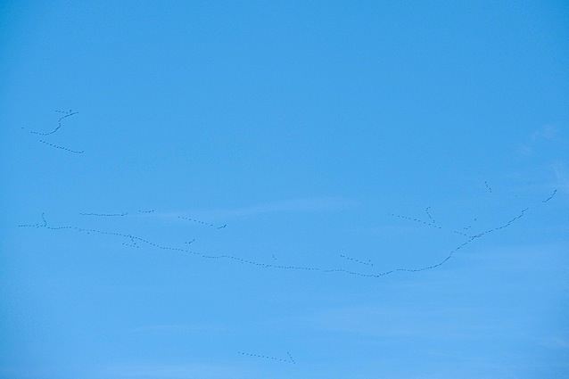 091612Crane01 copy