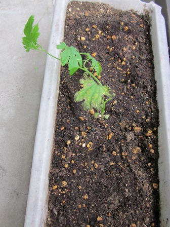 2012_0501_120500-IMG_1798.jpg