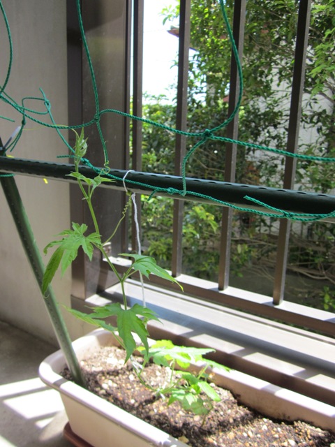 2012_0516_120523-IMG_1948.jpg