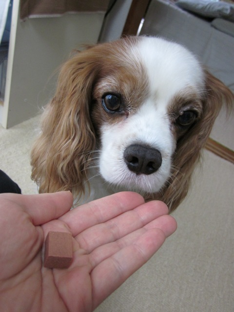 2012_0531_121510-IMG_2034.jpg