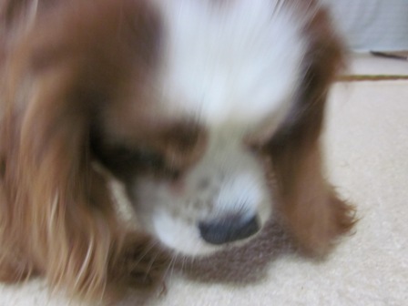 2012_0531_121517-IMG_2035.jpg