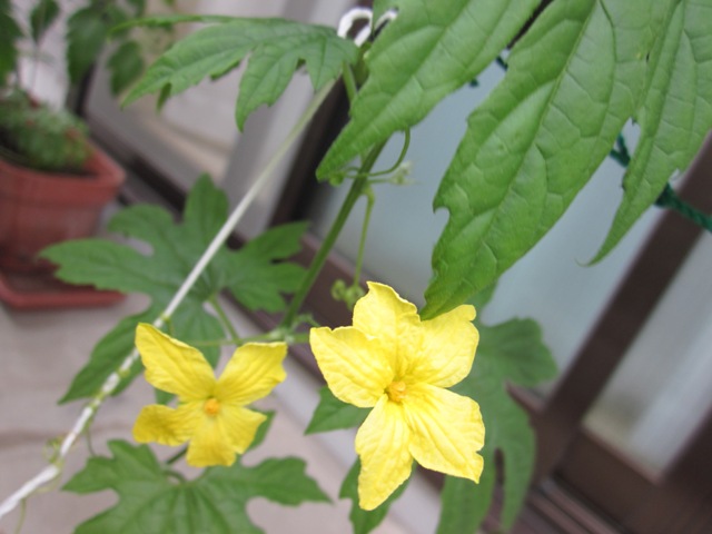 2012_0601_142356-IMG_2038.jpg