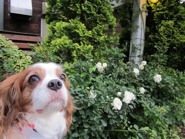2012_0618_180326-IMG_2083.jpg