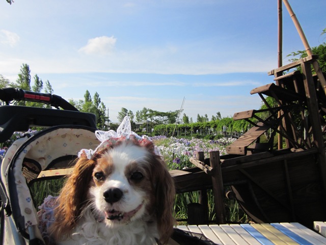2012_0625_163302-IMG_2186.jpg