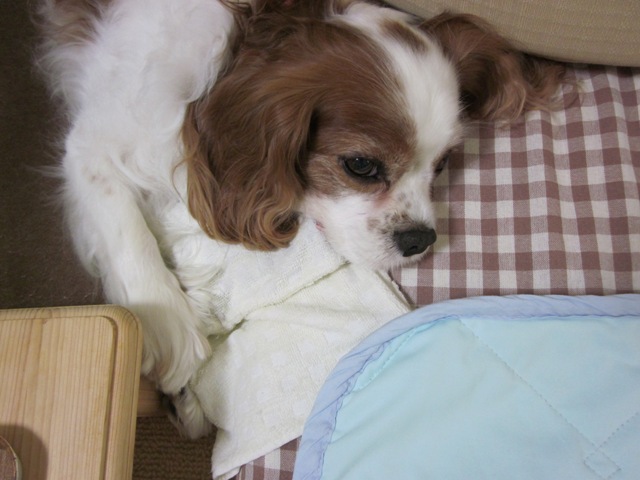 2012_0710_110818-IMG_2270.jpg