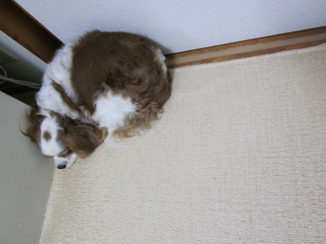 2012_0710_130758-IMG_2271.jpg