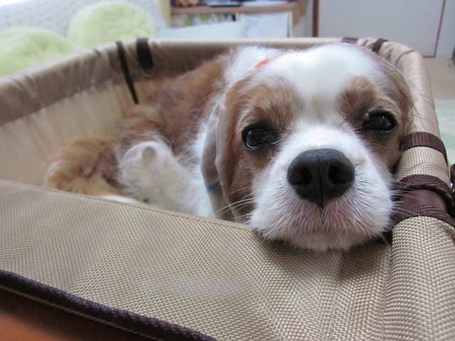 2012_0718_144619-IMG_2331.jpg