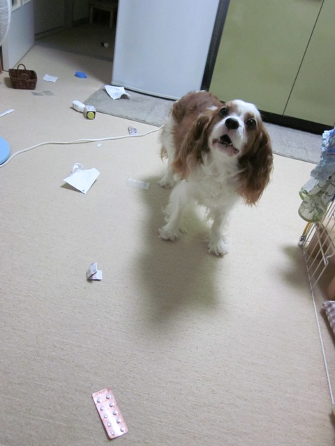 2012_0725_212239-IMG_2399.jpg