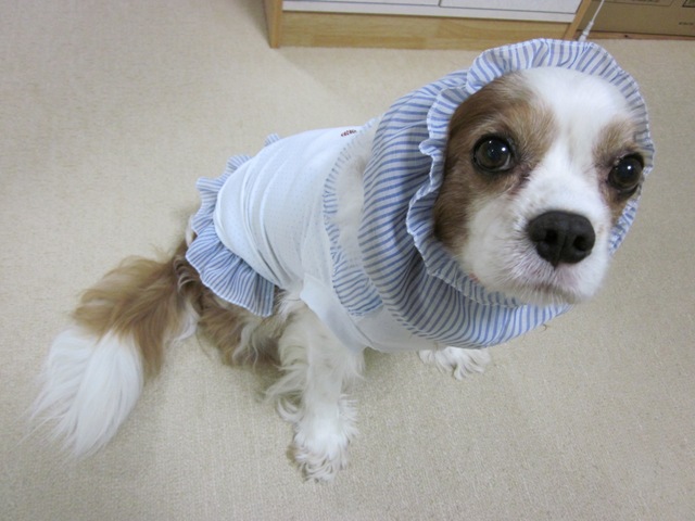 2012_0803_152110-IMG_2480.jpg