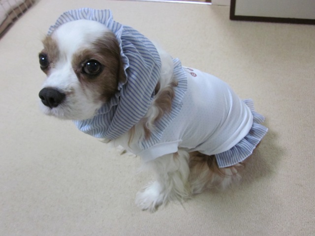 2012_0803_152201-IMG_2484.jpg