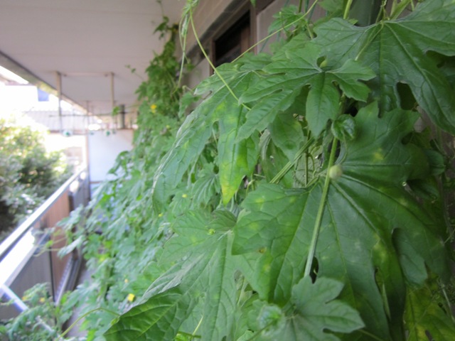 2012_0812_161325-IMG_2533.jpg