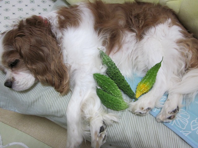 2012_0819_130204-IMG_2564.jpg