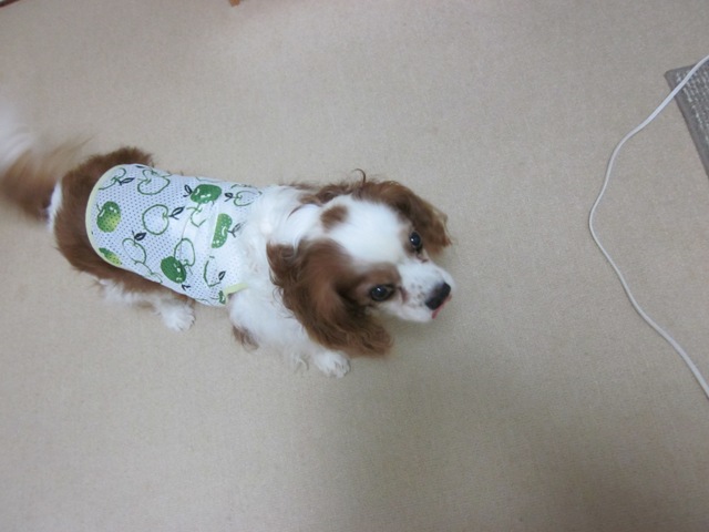 2012_0820_112210-IMG_2573.jpg