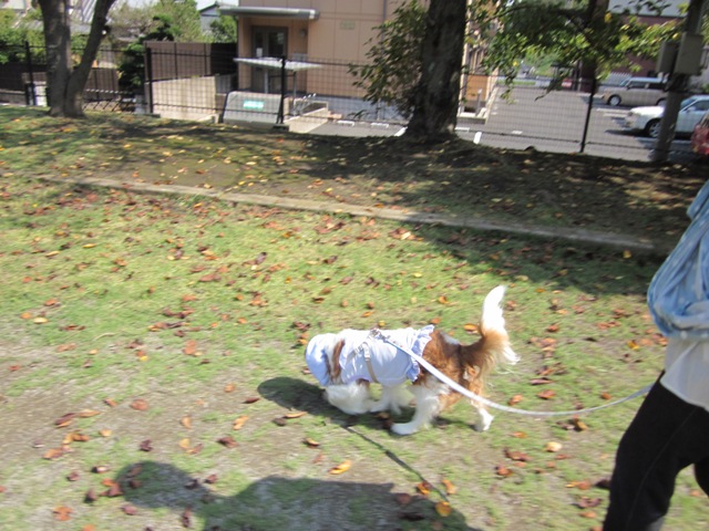 2012_1005_105852-IMG_2738.jpg