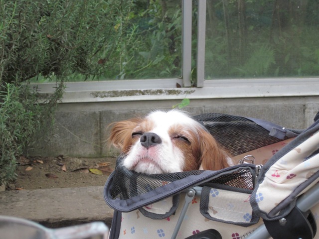 2012_1008_144436-IMG_2768.jpg
