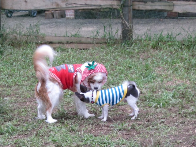 2012_1008_152206-IMG_2794.jpg