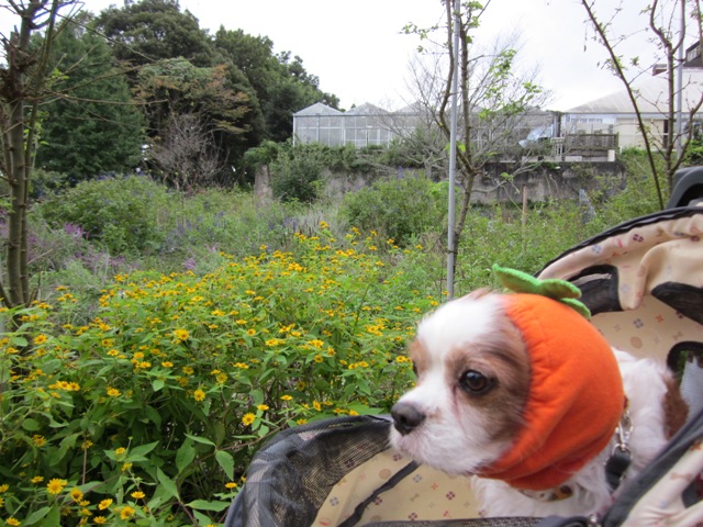 2012_1008_153014-IMG_2795.jpg