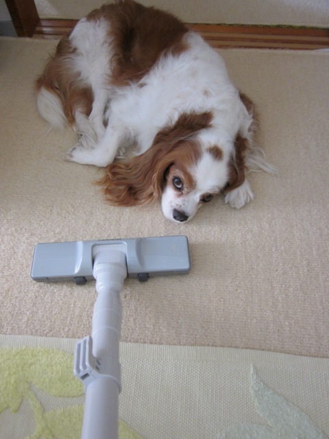 2012_1016_125338-IMG_2838.jpg