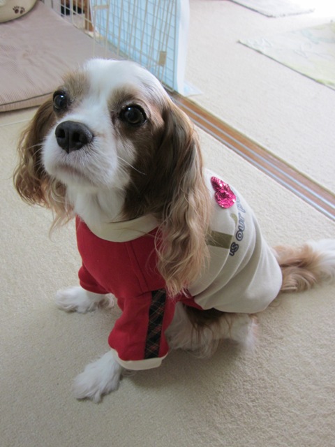 2012_1019_102743-IMG_2858.jpg