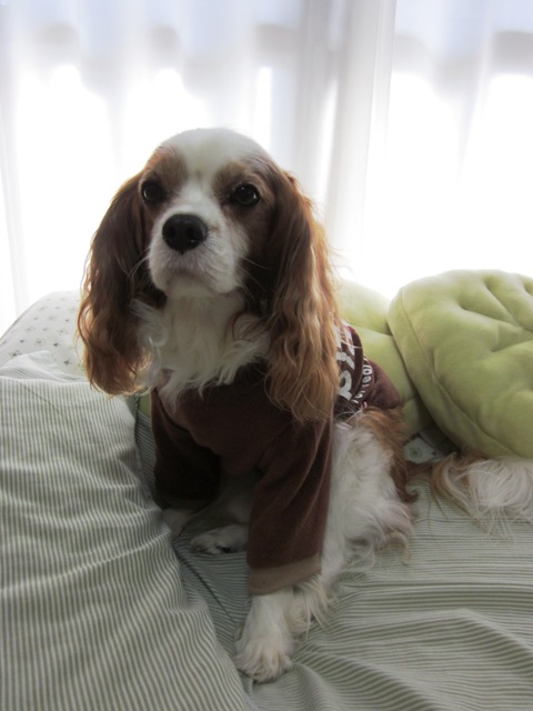 2012_1020_140232-IMG_2866.jpg