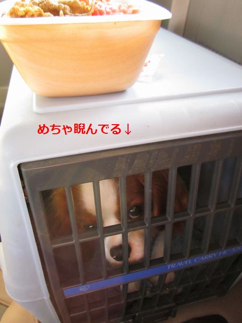 IMG_7046zzz