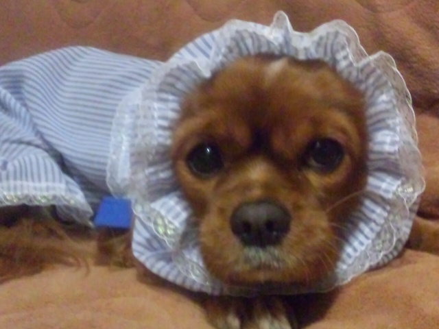 ruruchan2.jpg