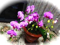 feb7 009