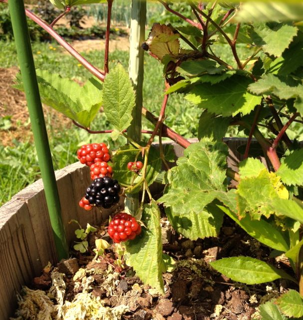 blackberry.jpg