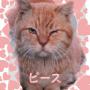 ピース1
