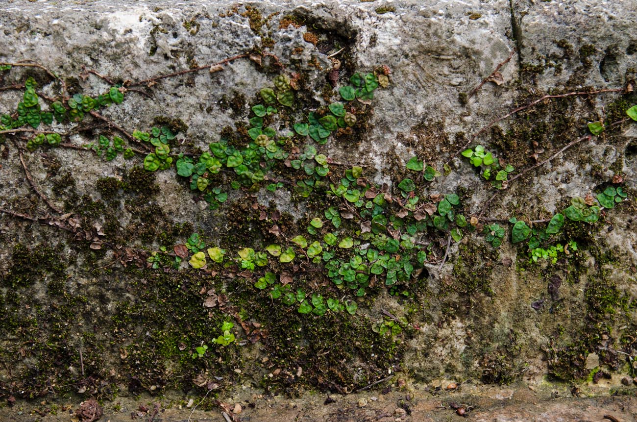DSC_4071.jpg