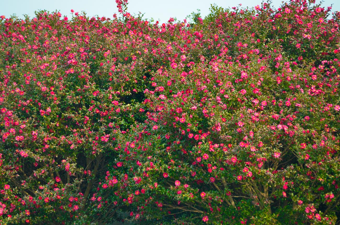 DSC_4593.jpg