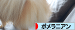 にほんブログ村 犬ブログ ポメラニアンへ