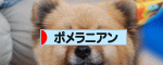 にほんブログ村 犬ブログ ポメラニアンへ