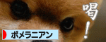 にほんブログ村 犬ブログ ポメラニアンへ
