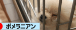 にほんブログ村 犬ブログ ポメラニアンへ