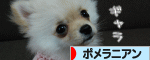 にほんブログ村 犬ブログ ポメラニアンへ