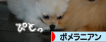 にほんブログ村 犬ブログ ポメラニアンへ