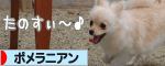 にほんブログ村 犬ブログ ポメラニアンへ