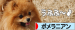 にほんブログ村 犬ブログ ポメラニアンへ