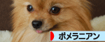 にほんブログ村 犬ブログ ポメラニアンへ